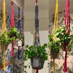 Little Wren Collections